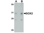 SOX2 Antibody in Western Blot (WB)