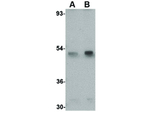 Spred1 Antibody in Western Blot (WB)