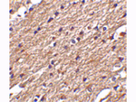 Spred3 Antibody in Immunohistochemistry (Paraffin) (IHC (P))