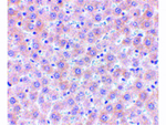 sRANK Ligand Polyclonal Antibody