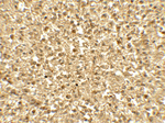 SREBF1 Antibody in Immunohistochemistry (Paraffin) (IHC (P))