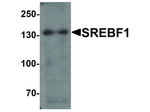 SREBF1 Antibody in Western Blot (WB)