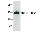 SREBF2 Antibody in Western Blot (WB)