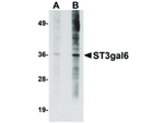 ST3gal6 Antibody in Western Blot (WB)