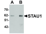 STAU1 Antibody in Western Blot (WB)