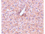 STEAP3 Antibody in Immunohistochemistry (Paraffin) (IHC (P))