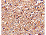Stk39 Antibody in Immunohistochemistry (Paraffin) (IHC (P))