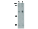 Stk39 Antibody in Western Blot (WB)