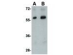 Stk39 Antibody in Western Blot (WB)