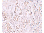 STOX2 Antibody in Immunohistochemistry (Paraffin) (IHC (P))