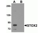STOX2 Antibody in Western Blot (WB)