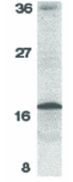 Survivin Antibody in Western Blot (WB)