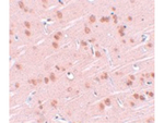 SYNGR1 Antibody in Immunohistochemistry (Paraffin) (IHC (P))