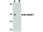 SYNGR1 Antibody in Western Blot (WB)