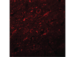 SYNGR2 Polyclonal Antibody
