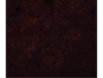 SYNGR3 Polyclonal Antibody