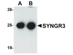 SYNGR3 Antibody in Western Blot (WB)