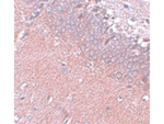 SYNGR4 Antibody in Immunohistochemistry (Paraffin) (IHC (P))