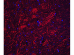 SYNPO Polyclonal Antibody