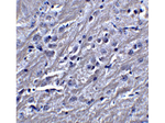 SYNPO Antibody in Immunohistochemistry (Paraffin) (IHC (P))