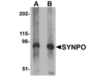 SYNPO Antibody in Western Blot (WB)