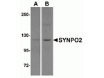SYNPO2 Antibody in Western Blot (WB)