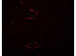 SYNPO2L Polyclonal Antibody