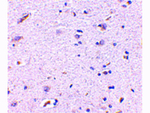 Syntaphilin Antibody in Immunohistochemistry (Paraffin) (IHC (P))