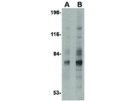 Syntaphilin Antibody in Western Blot (WB)