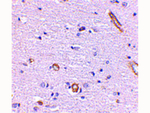 Syntaphilin Antibody in Immunohistochemistry (Paraffin) (IHC (P))