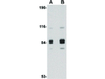 Syntaphilin Antibody in Western Blot (WB)