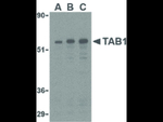 TAB1 Antibody in Western Blot (WB)