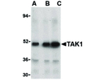 TAK1 Antibody in Western Blot (WB)