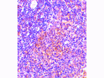 TANK Antibody in Immunohistochemistry (Paraffin) (IHC (P))