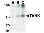 TANK Antibody in Western Blot (WB)