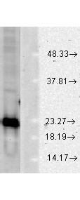SOD1 Antibody in Western Blot (WB)