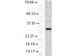 HO-1 Antibody in Western Blot (WB)