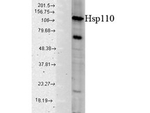 Hsp110 Polyclonal Antibody