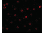T-cadherin Antibody in Immunocytochemistry (ICC/IF)