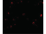 TDP43 Antibody in Immunocytochemistry (ICC/IF)