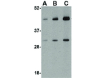 TDP43 Antibody in Western Blot (WB)