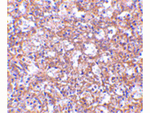 TEM4 Polyclonal Antibody