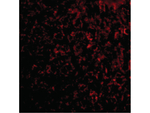 TEM7 Polyclonal Antibody