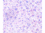 TEM7 Antibody in Immunohistochemistry (Paraffin) (IHC (P))