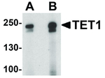 TET1 Antibody in Western Blot (WB)