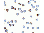 TFF3 Antibody in Immunocytochemistry (ICC/IF)