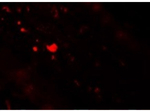 TFF3 Antibody in Immunocytochemistry (ICC/IF)