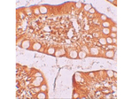TFF3 Antibody in Immunohistochemistry (Paraffin) (IHC (P))