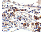 TFF3 Antibody in Immunohistochemistry (Paraffin) (IHC (P))
