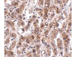 THEM2 Antibody in Immunohistochemistry (Paraffin) (IHC (P))